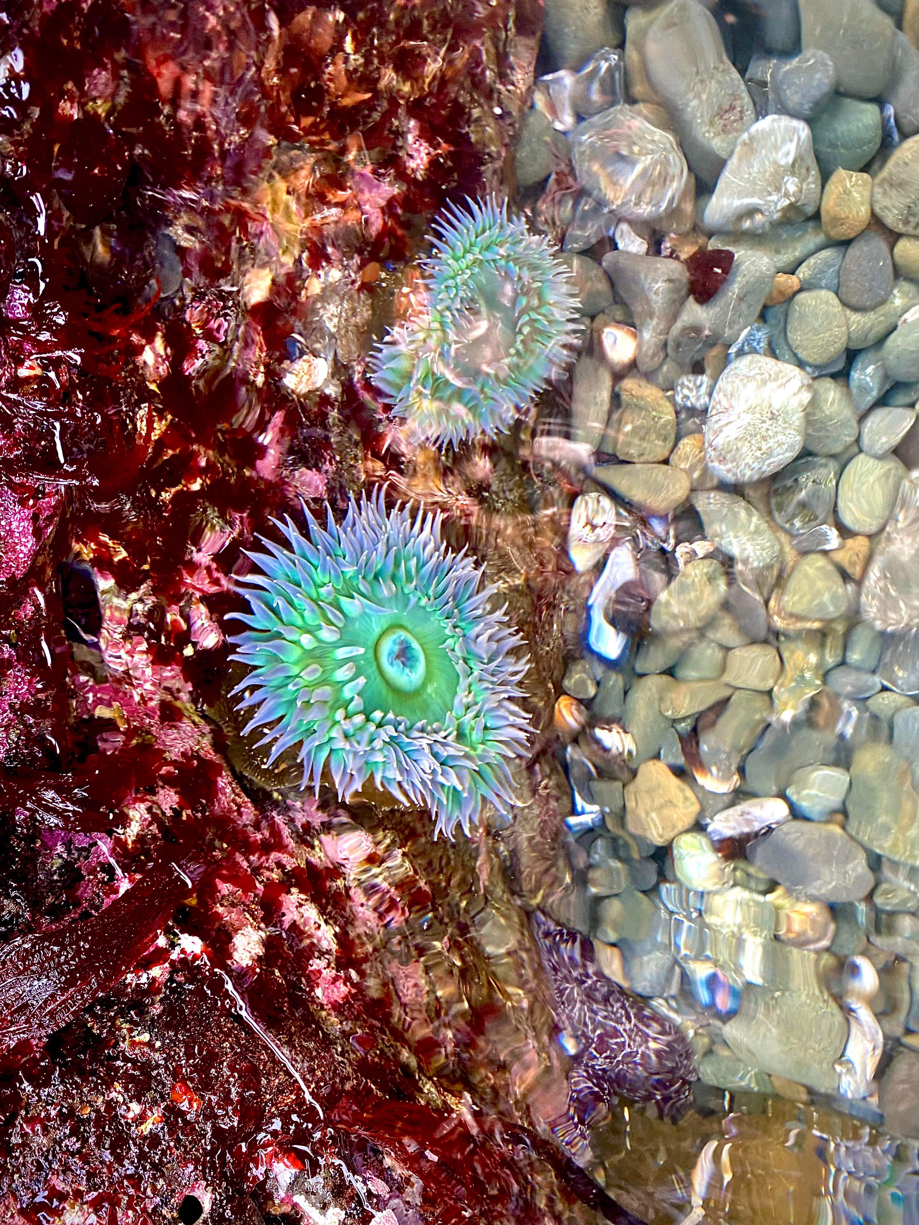 A beautiful sea anemone