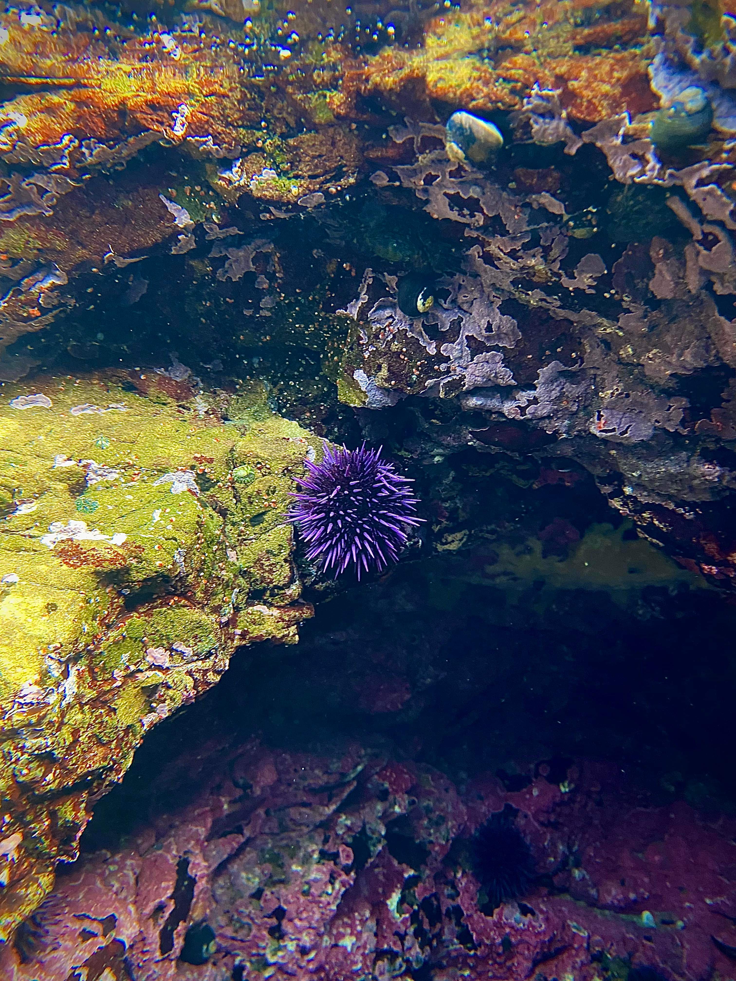 A spiky sea urchin