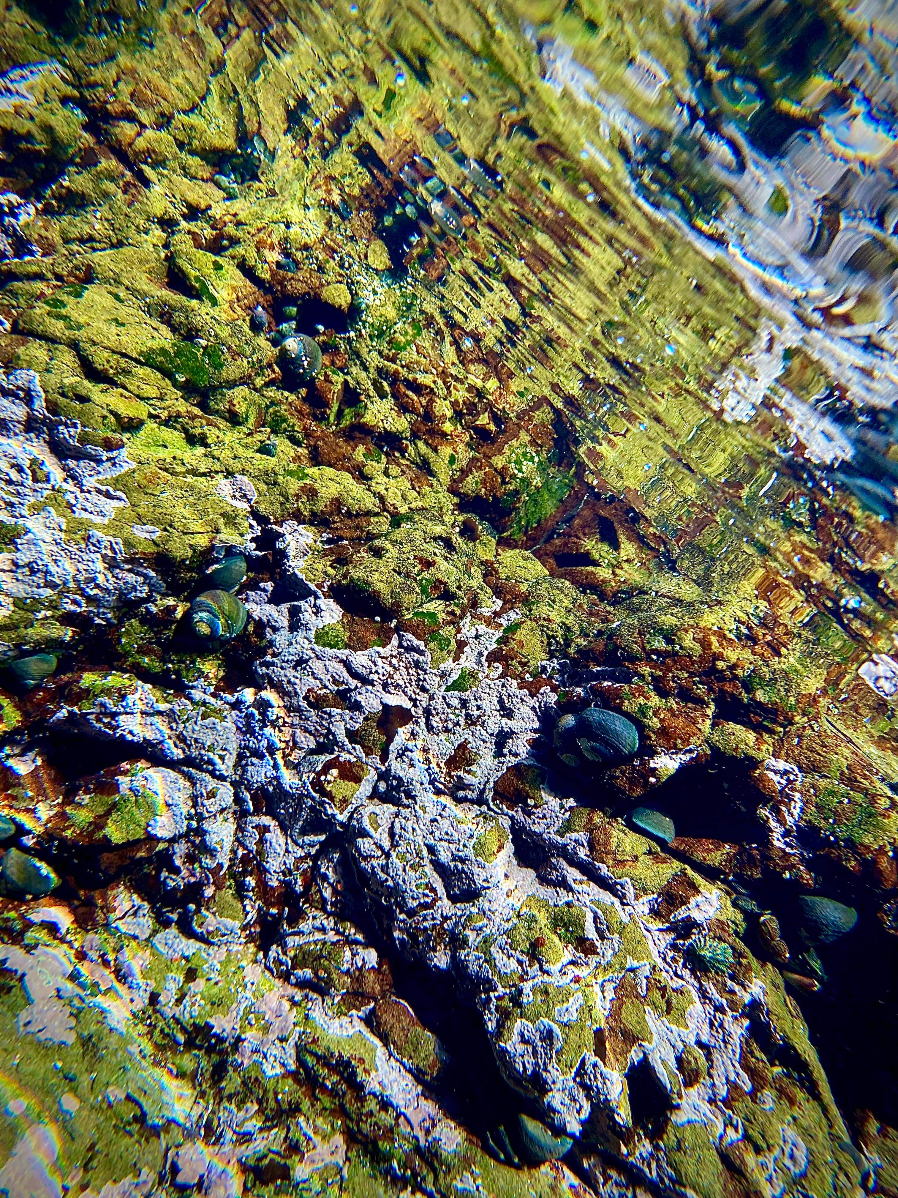 A tide pool on the NorCal Coast